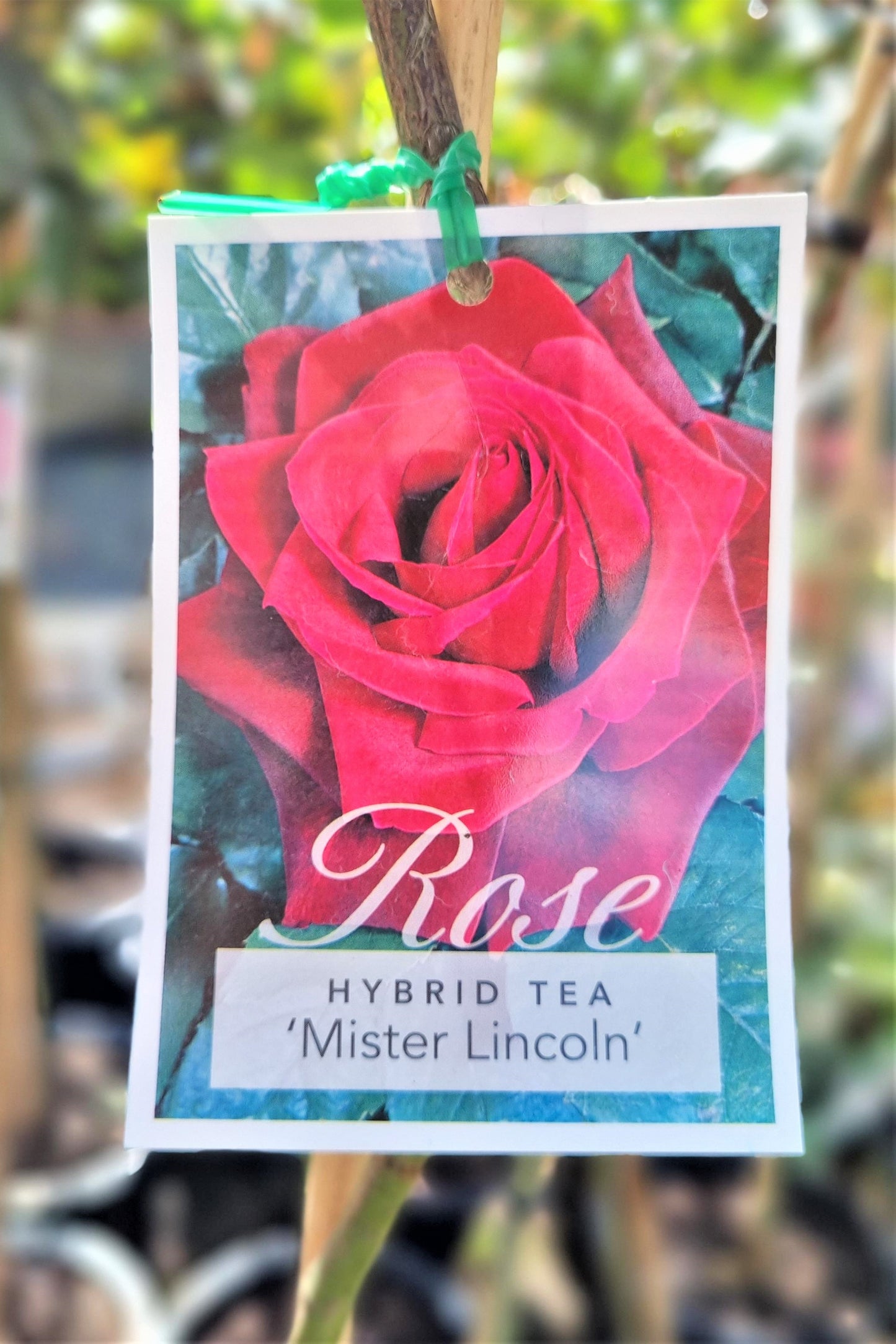 BR 3FT STANDARD ROSE MR LINCOLN HYBRID TEA