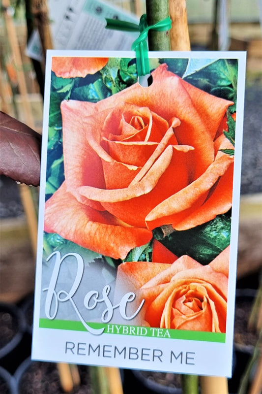 BR 3FT STANDARD ROSE REMEMBER ME HYBRID TEA