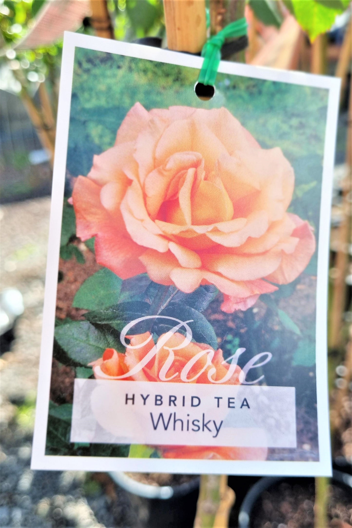 BR 3FT STANDARD ROSE WHISKY HYBRID TEA