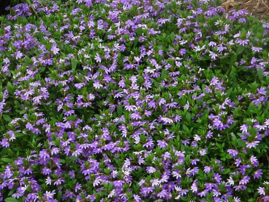 Viola Hederacea - 140mm