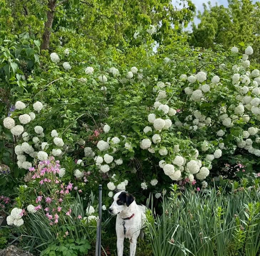 VIBURNUM OPULUS STERILE SNOWBALL TREE 250MM