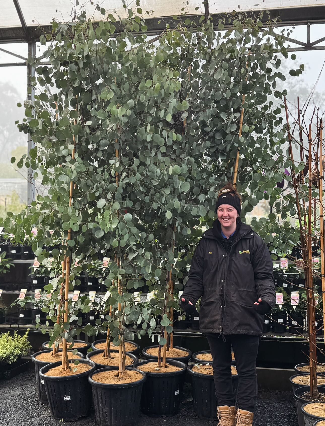 Eucalyptus polyanthemos