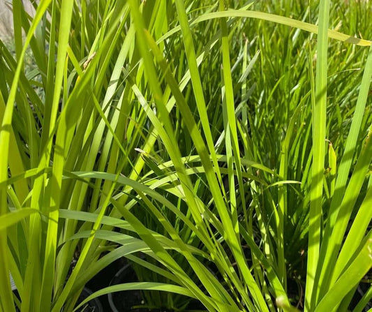 Lomandra Hystrix 'Mat Rush' - 140mm