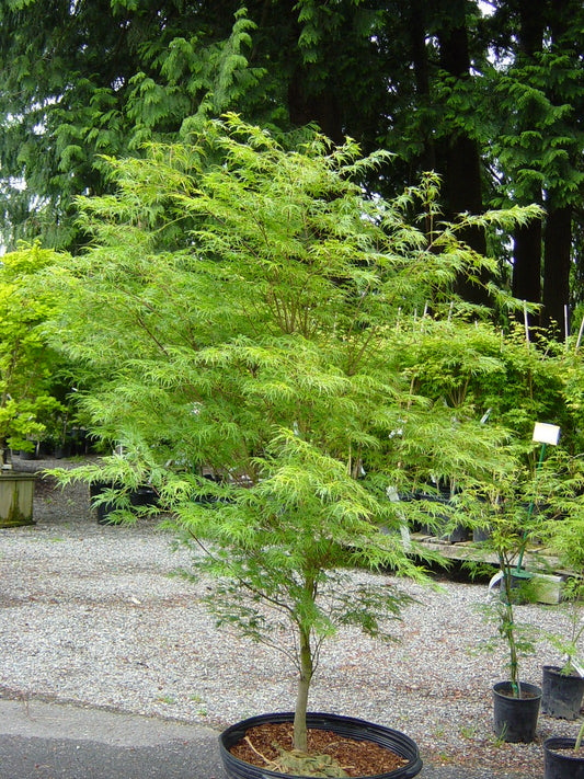 ACER PALMATUM DISSECTUM SEIRYU BR