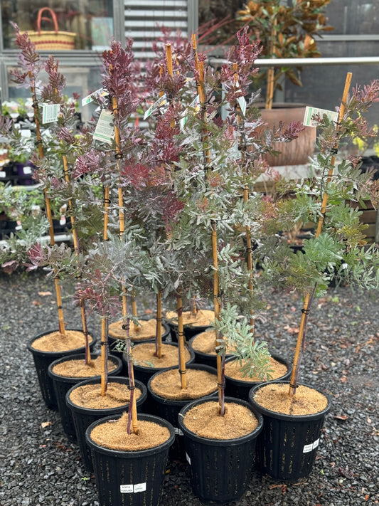Acacia baileyana ‘Purpurea’ - 250mm
