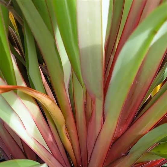 Dianella Cherry Red - 140mm