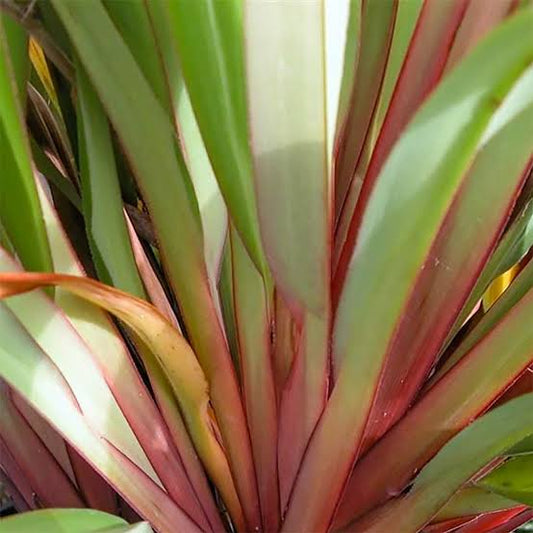 Dianella Cherry Red - 140mm