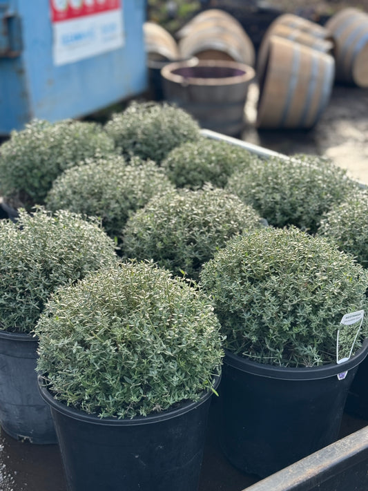 Westringia ‘Jervis Gem’ Ball - 250mm
