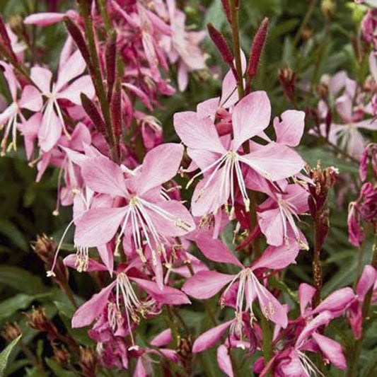 Gaura Geyser Pink - 140mm