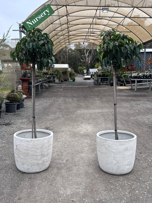 Standard Portuguese Laurel Bundle