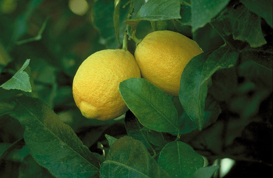 CITRUS DWARF LEMON LISBON 250MM