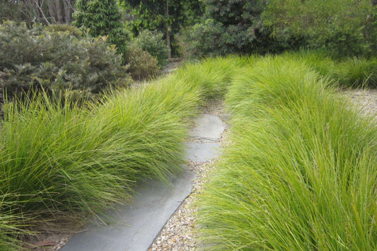 Lomandra Tanika - 140mm