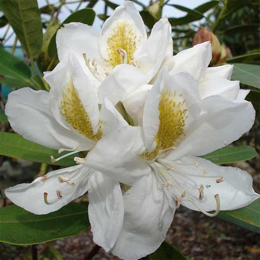 RHODODENDRON BELLE HELLER 200MM