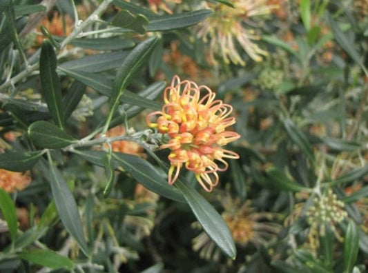 GREVILLEA APRICOT GLOW 140MM