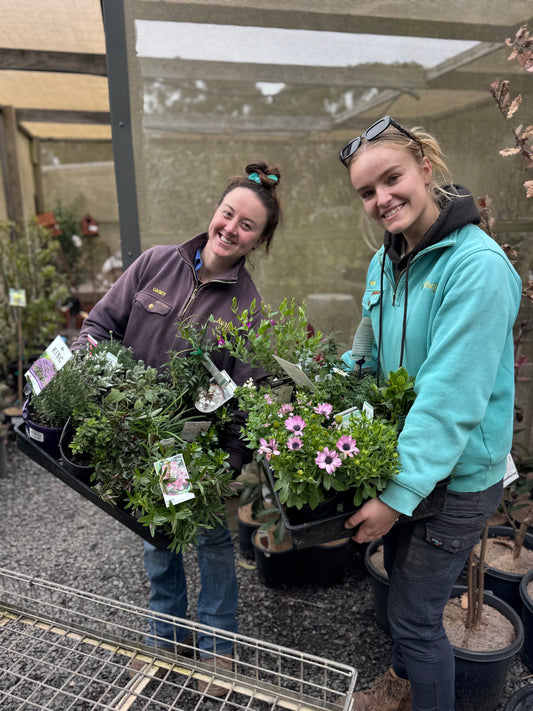 Cottage Plants Bundle