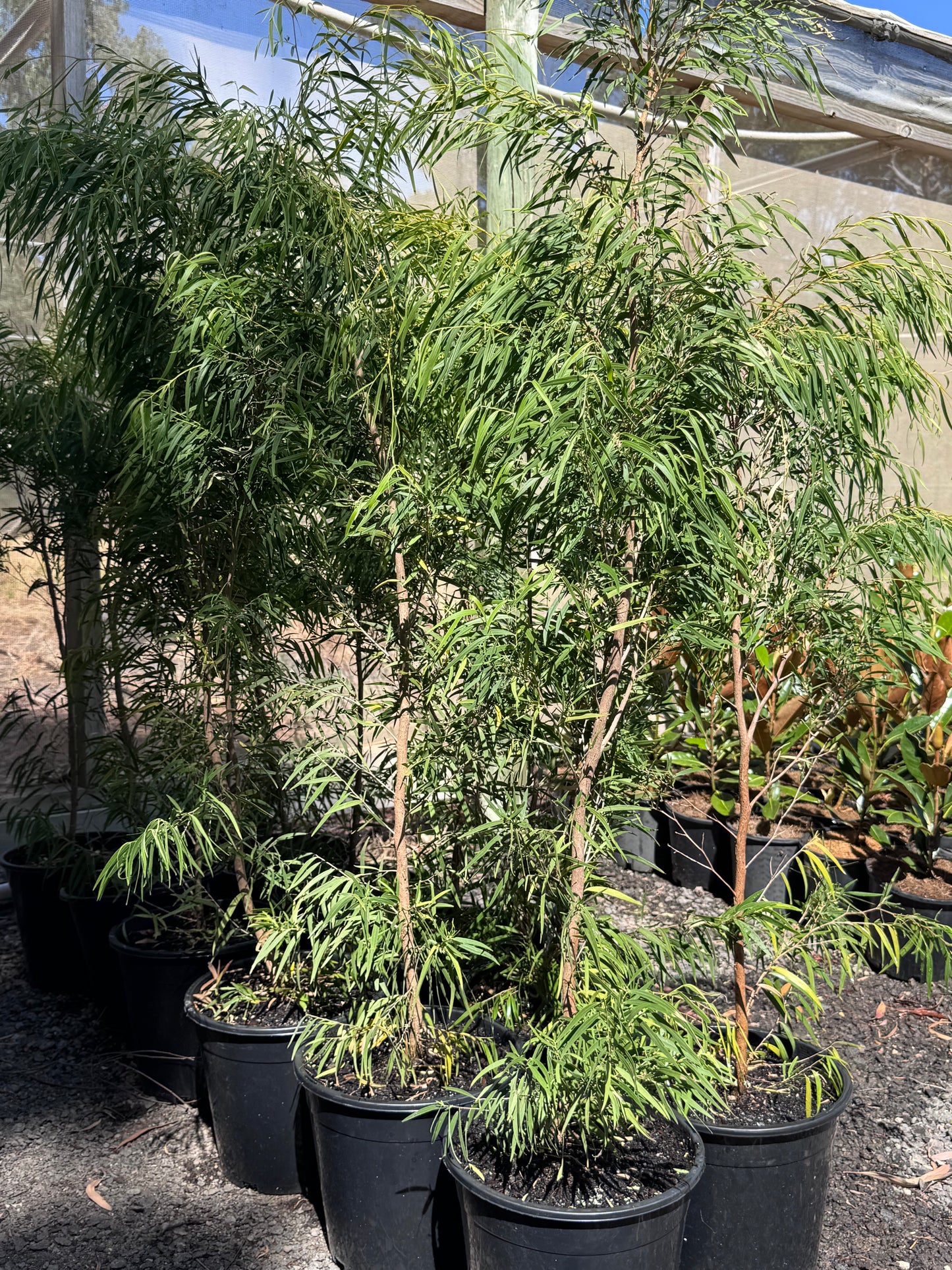 Agonis Lemon Lime - 250mm