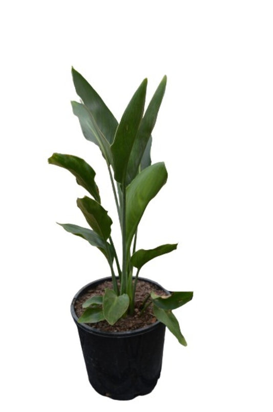 STRELITZIA REGINAE BIRD OF PARADISE 400MM