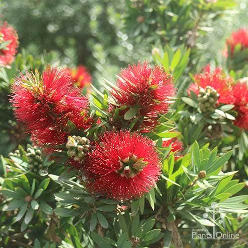 Callistemon Little John - 140mm