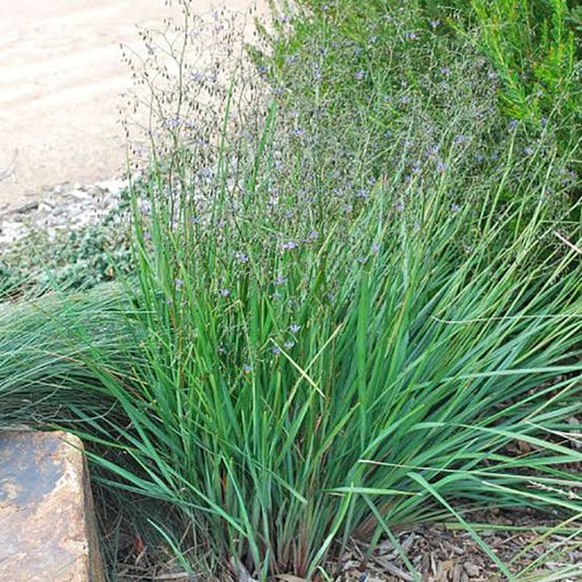 Dianella Seaspray - 140mm