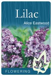 LILAC SYRINGA ALICE EASTWOOD BR