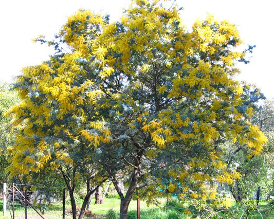 ACACIA BAILEYANA PURPUREA COOTAMUNDRA WATTLE 140MM