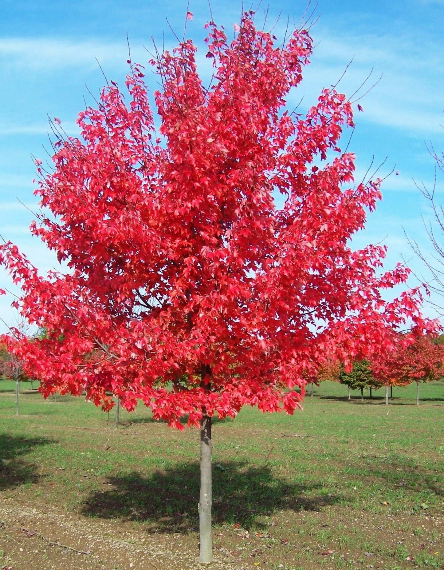 MAPLE ACER RUBRUM AUTUMN RED BR