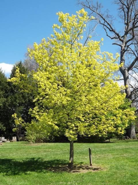 MAPLE ACER NEGUNDO KELLYS GOLD BR