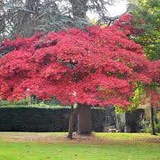 MAPLE ACER PALMATUM DISSECTUM VIRIDIS WEEPING MAPLE 100L
