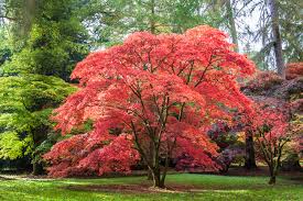 MAPLE ACER PALMATUM BR