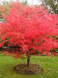 MAPLE ACER PALMATUM 100L BAGGED