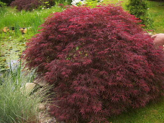 MAPLE ACER PALMATUM DISSECTUM WEEPING MAPLE BR