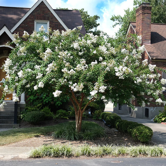 CREPE MYRTLE LAGERSTROEMIA INDICA ACOMA BR