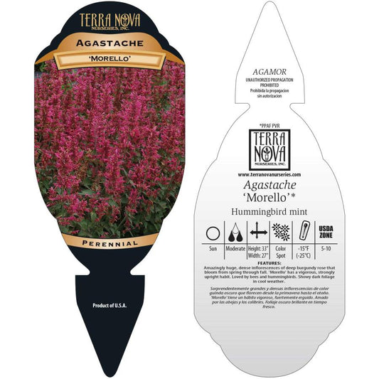 AGASTACHE MORELLO 140MM