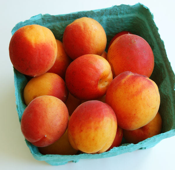 APRICOT EARLY DIVINITY BR