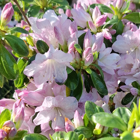 AZALEA ASAWA 140MM
