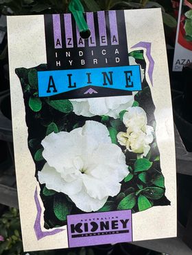 AZALEA ALINE 125MM