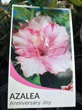 AZALEA ANNIVERSARY JOY 25MM