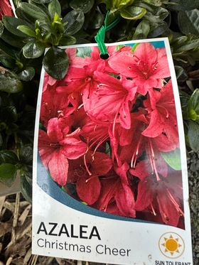 AZALEA CHRISTMAS CHEER 125MM