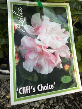 AZALEA CLIFF'S CHOICE 125MM