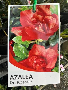 AZALEA DR KOESTER 125MM