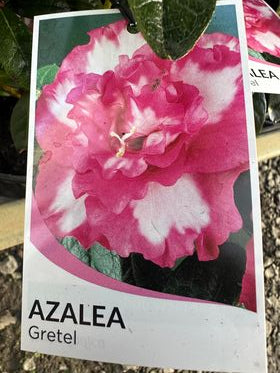 AZALEA GRETEL 125MM