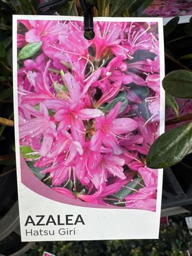 AZALEA HATSU GIRI 125MM