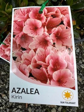 AZALEA KIRIN 125MM