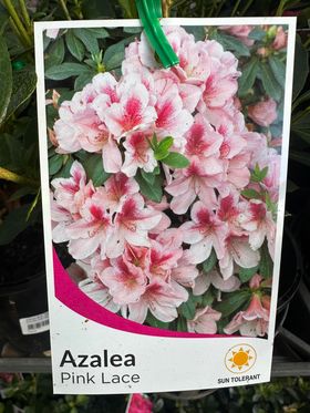 AZALEA PINK LACE 125MM