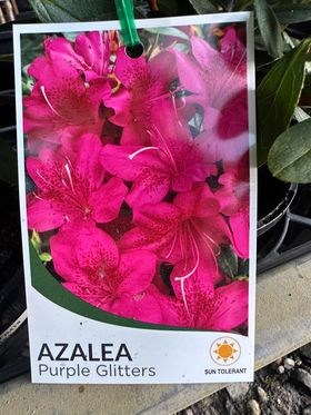 AZALEA PURPLE GLITTERS 125MM