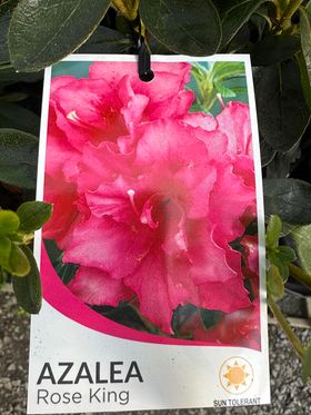 AZALEA ROSE KING 125MM