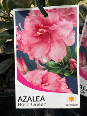 AZALEA ROSE QUEEN 125MM