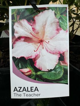 AZALEA THE TEACHER 125MM