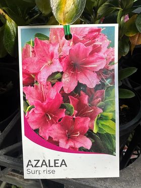 AZALEA SURPRISE 125MM