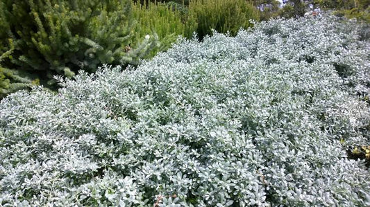 Eremophila Glabra Blue Horizon - 140mm